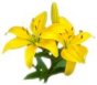 A lily