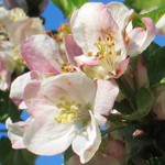 Apple Blossom