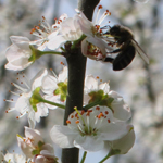 Bee on Blackthorn